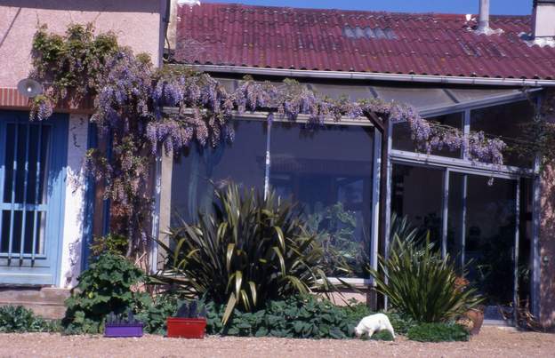 2000 06 La glycine fait exactement ce qu'on avait prévu. On lui a ajouté une petite pergola support, car sur de simples fils ça n'allait pas, elle est trop lourde.