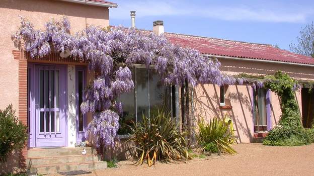 2006 04 Cette glycine est très belle, mais sa forme est un peu déséquilibrée. On va donc éclaircir et modifier la forme pour mieux mettre en valeur. Un vrai bonsaï...