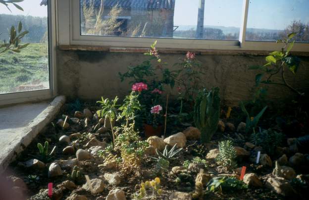 1987 11 On laisse la terre apparente dans une partie de la serre, afin de planter directement dedans.