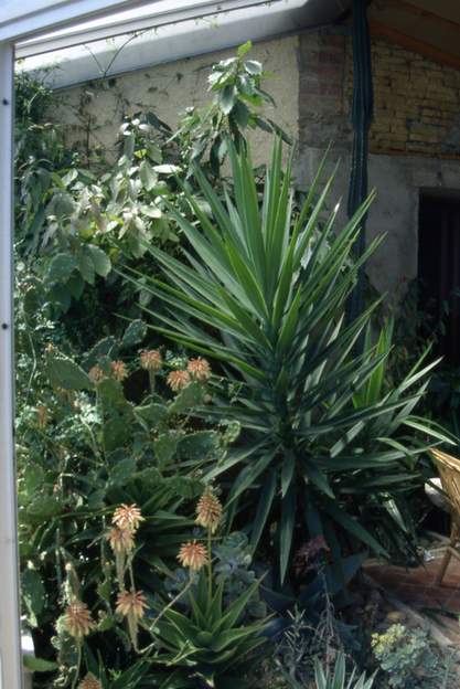 1993 09 Les plantes en pleine terre, ça pousse ! Le Yucca pousse bien. Derrière lui, on voit un avocatier. Je n'ai pas de photo de lui par la suite, mais il est devenu...