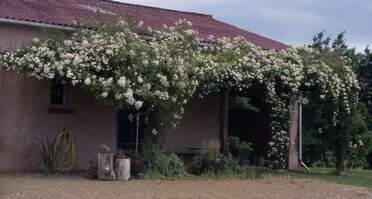 La façade Sud Le long de la façade, nous avons mis des plantes de type méditerranéen ou exotique, qui ne s'intégreraient pas dans le...