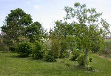 Les haies de protection On essaye de faire pousser de petites haies pour nous protéger de l'autan quand il souffle du sud-est. Le terrain est...