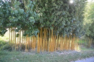 bambous