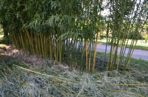 bambous