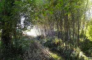 bambous